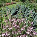 Cleome x 'Senorita Rosalita' (2)